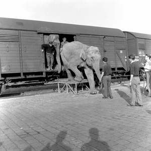 154158 Afbeelding van de aankomst van de olifanten van Circus Krone per trein te Utrecht.